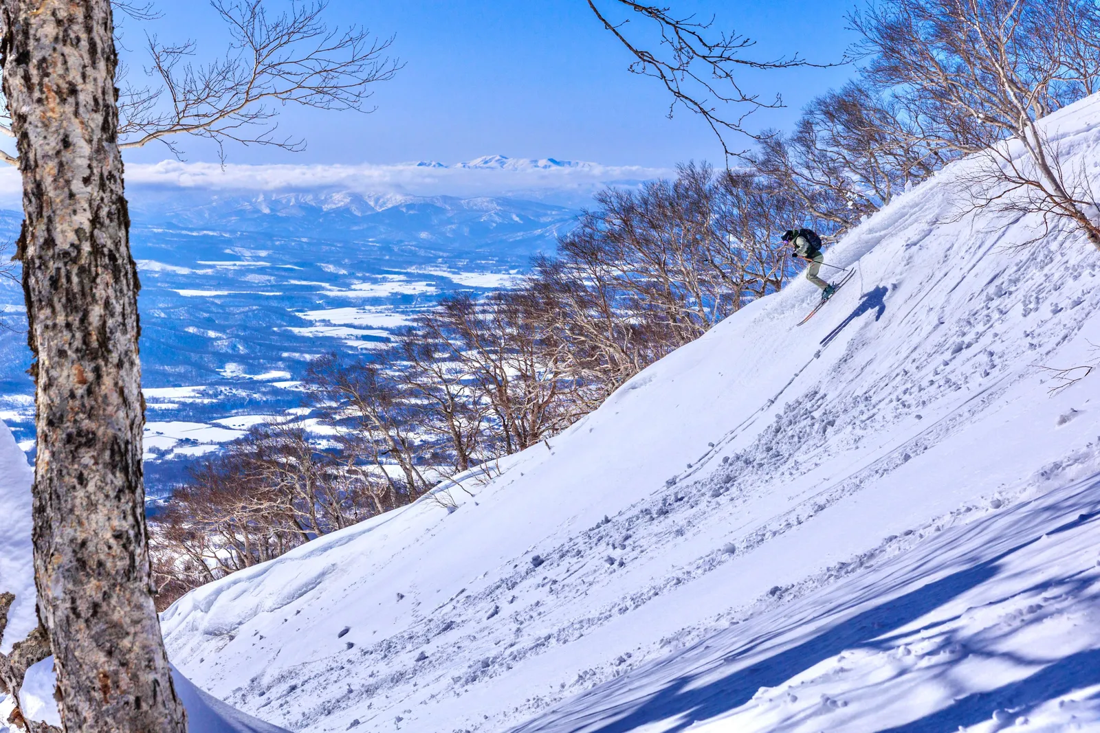 A skier descending an open snow slope in Japan with bare birches at the edge and a valley far below