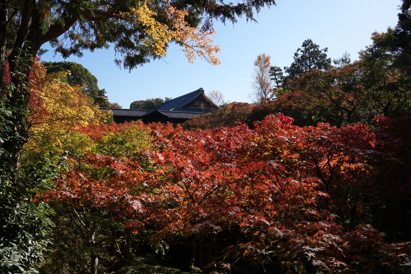 The wooden terrace of a hillside temple in Kyoto above autumn trees, Japan