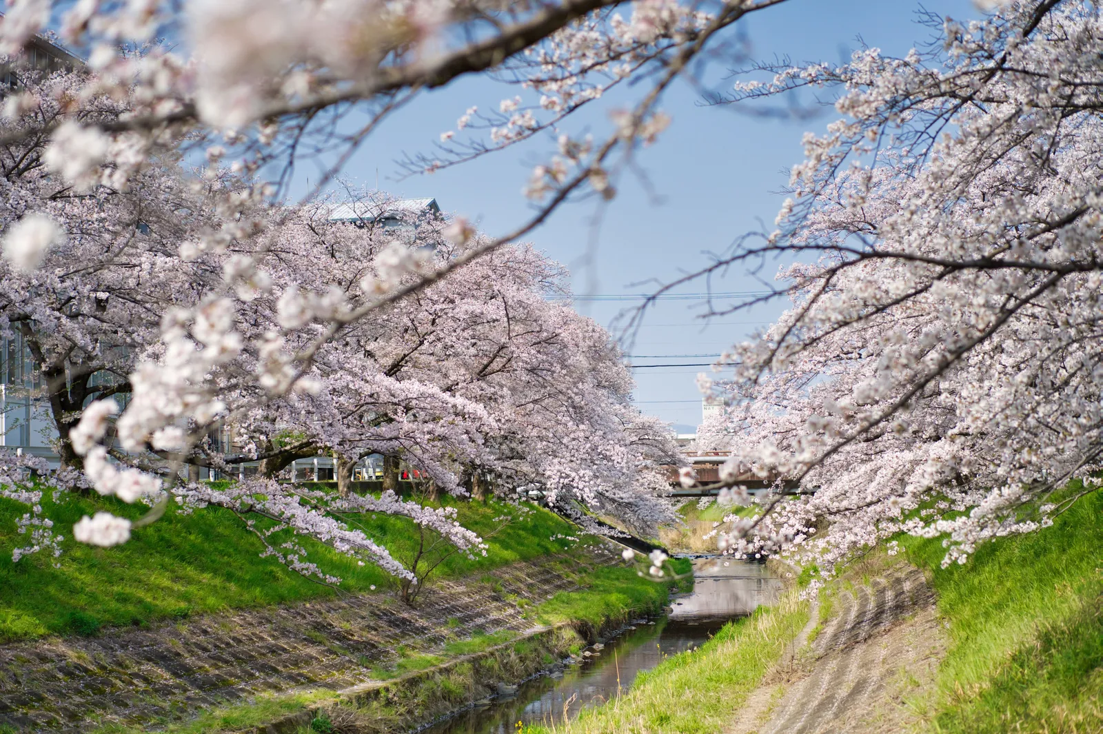 Cherry trees in full bloom leaning over a narrow canal with grassy banks in Japan in spring