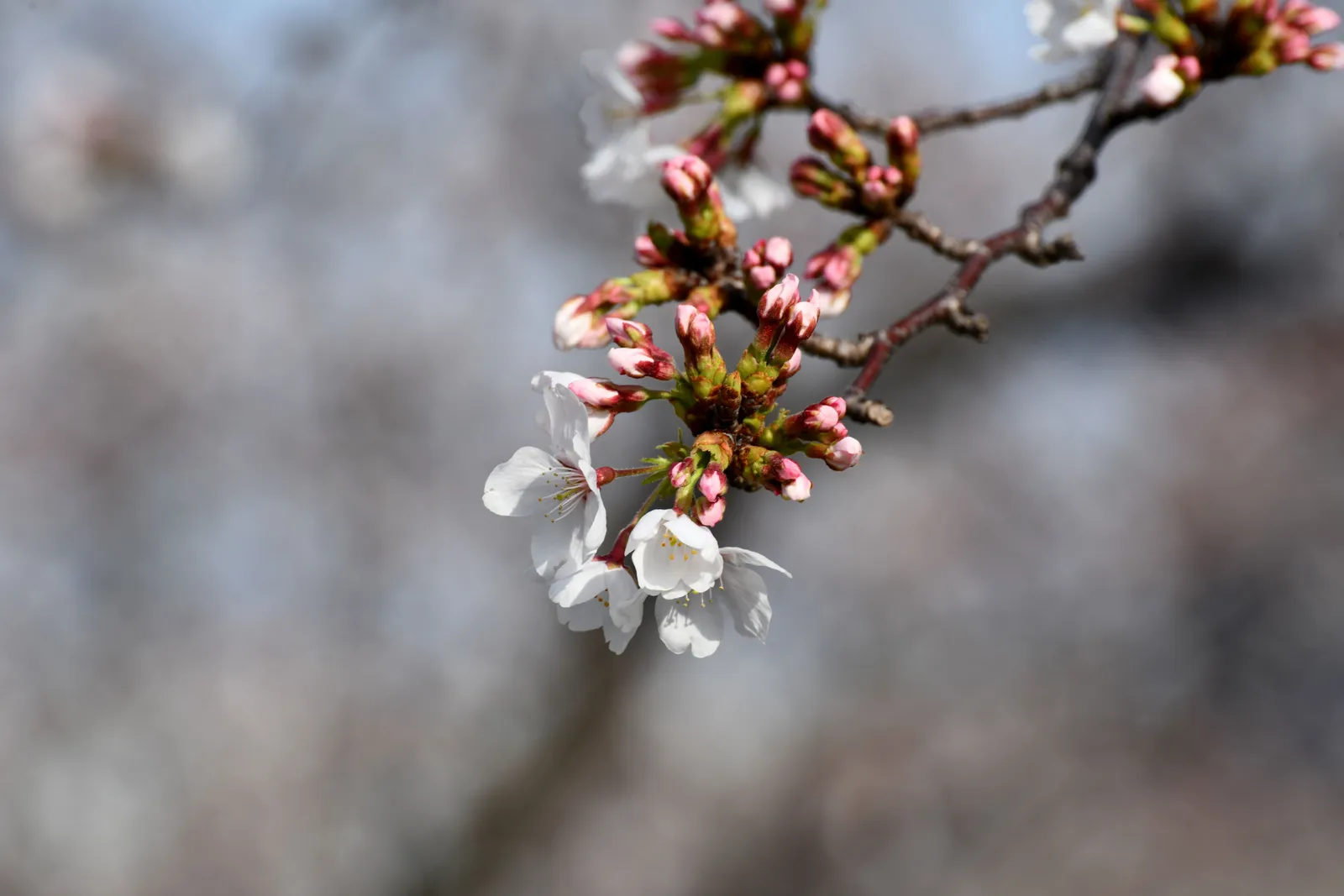 A close up of pink cherry blossom buds opening on a bare branch in Japan