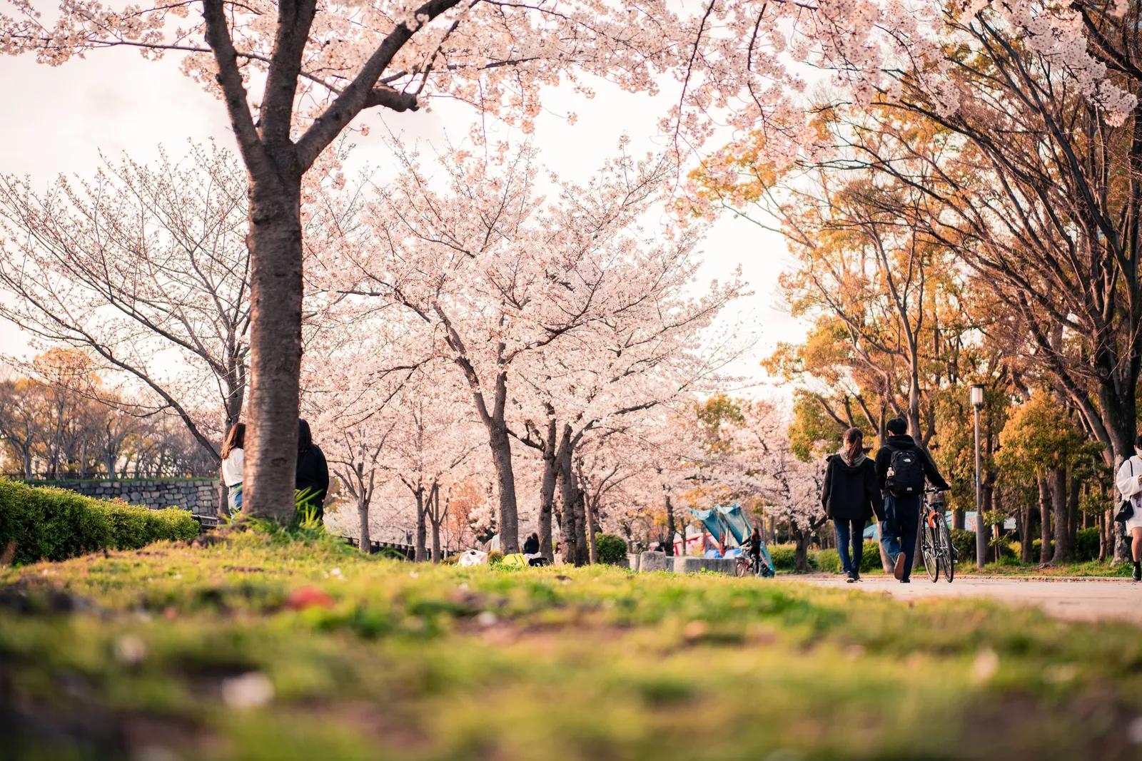 A park path lined with cherry trees in full bloom with people walking beneath them in Japan