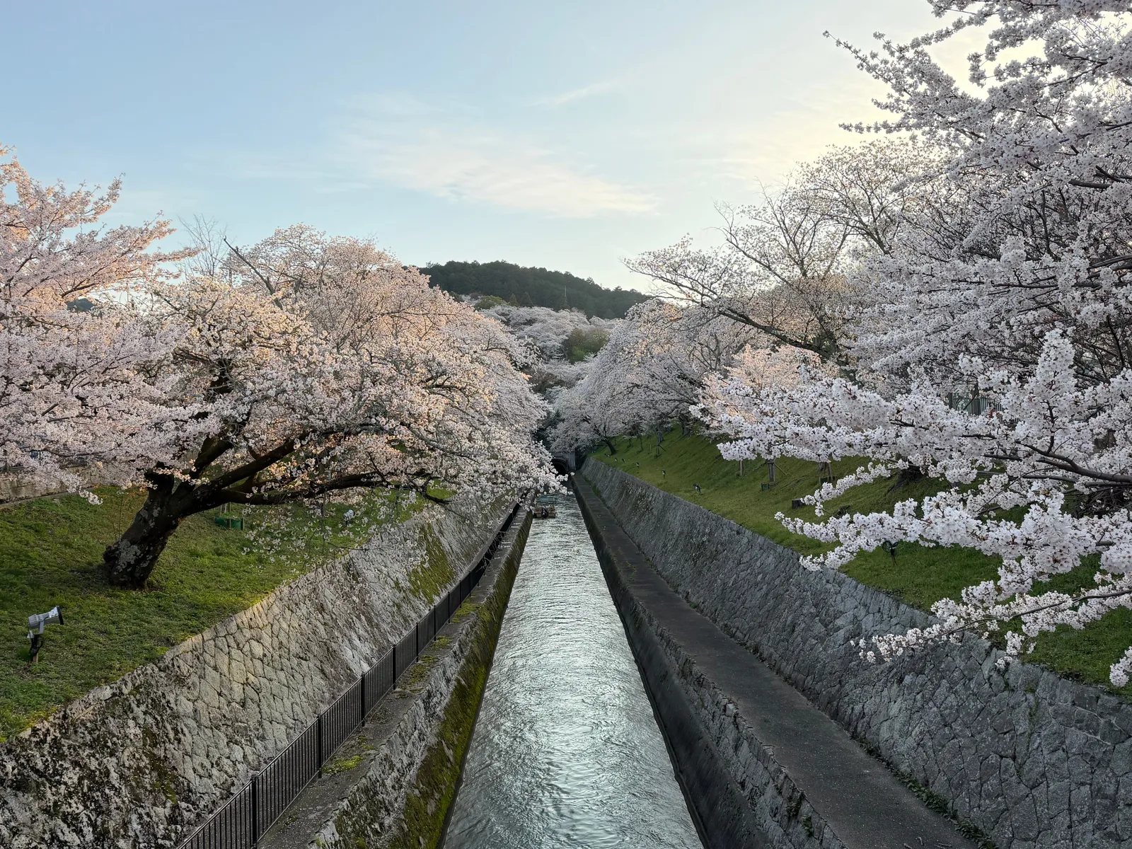 Cherry blossom trees in full bloom along a river path in Japan