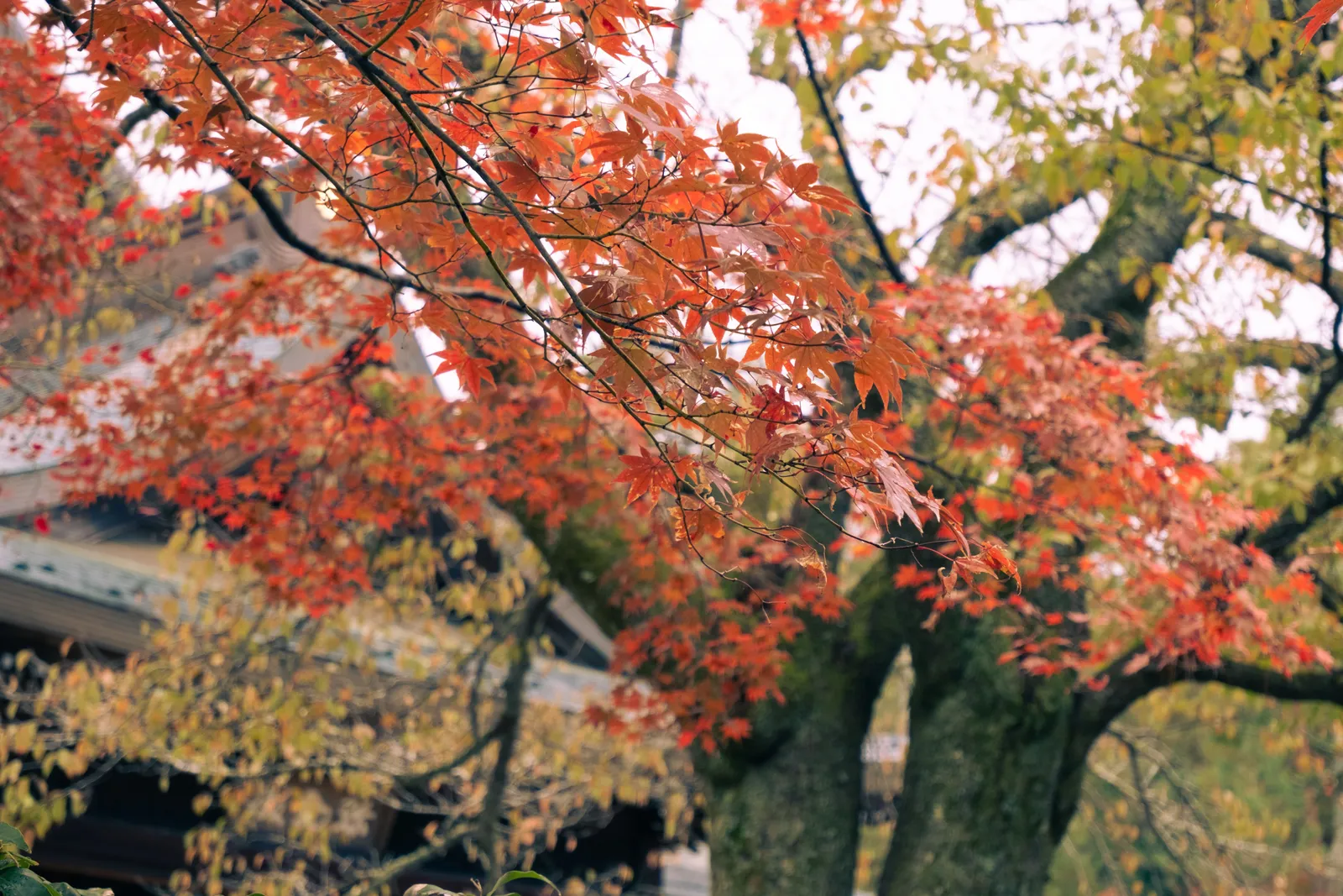 Red and orange maple leaves against the sky in autumn in Japan