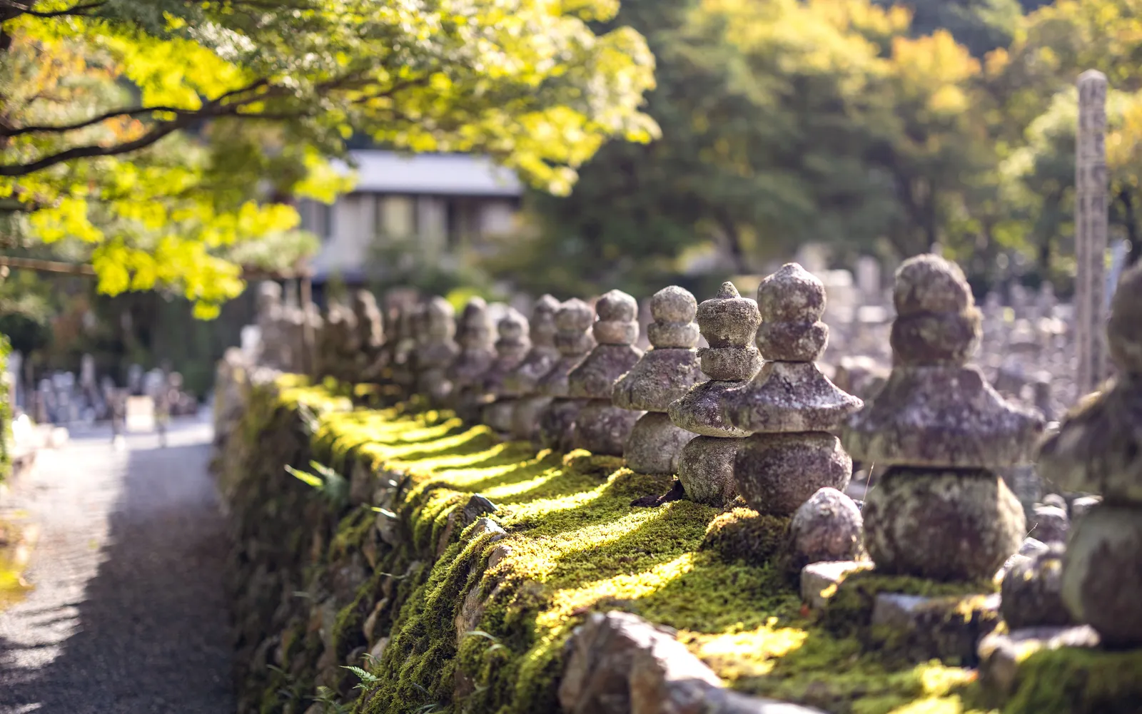 Rows of small mossy stone Buddha statues along a wall in dappled sunlight in Kyoto, Japan