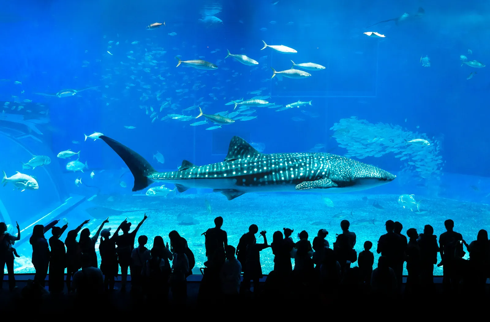 A whale shark swimming past the large viewing window at Churaumi aquarium in Okinawa