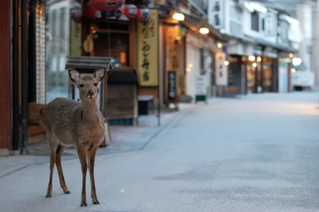 A deer standing in an empty shopping street
