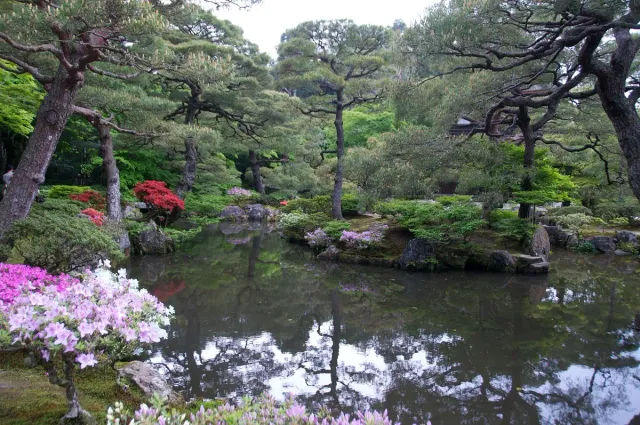 A garden pond with pink azaleas, rocks and green trees