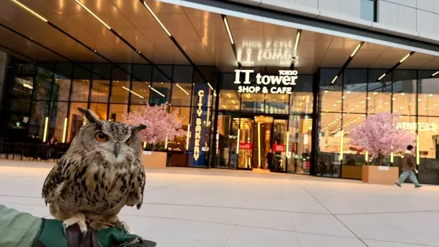A brown owl standing on a gloved hand, with a lit glass facade and blossoming trees behind it