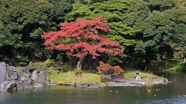 A garden pond with a red maple tree on a rocky bank