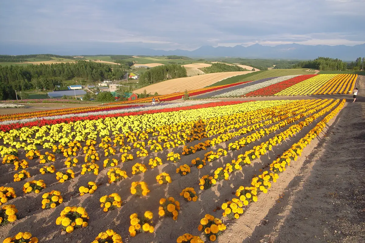 Colorful rows of flowers on a hillside in Hokkaido with mountains on the horizon