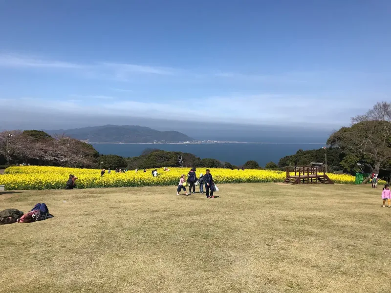 A yellow flower field and lawn sloping to the sea, with visitors and an island on the horizon