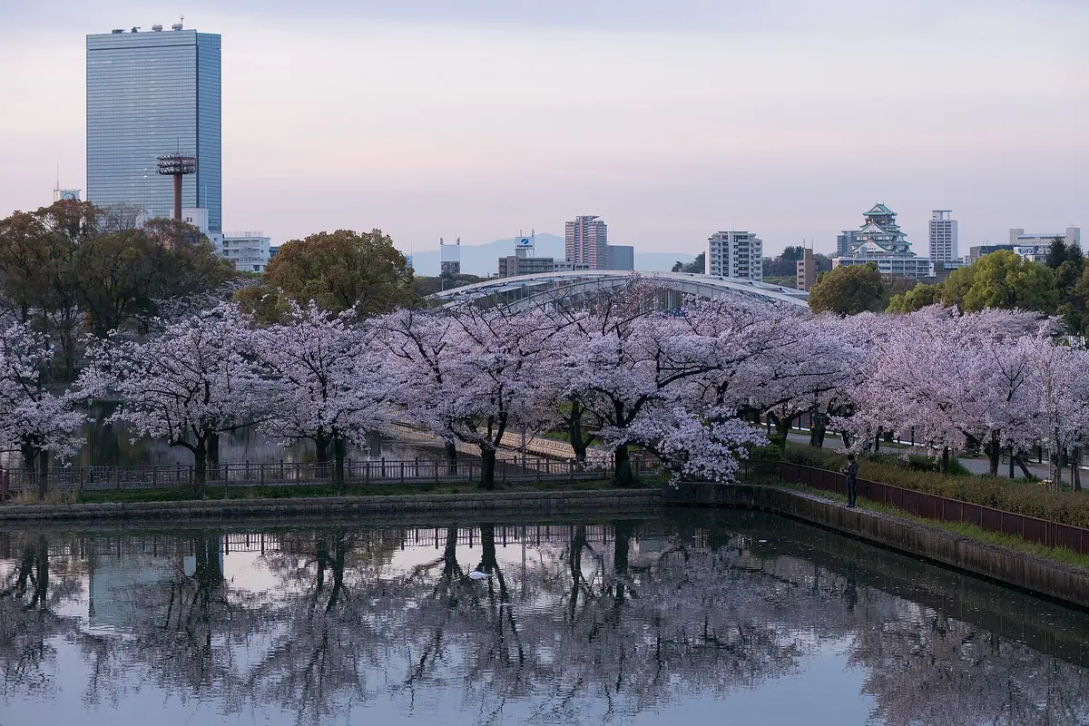 A row of blossoming cherry trees along the Okawa river reflected in the water, with Osaka Castle and the skyline behind