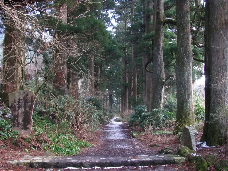 A dirt path running between tall old cedar trunks in a grove