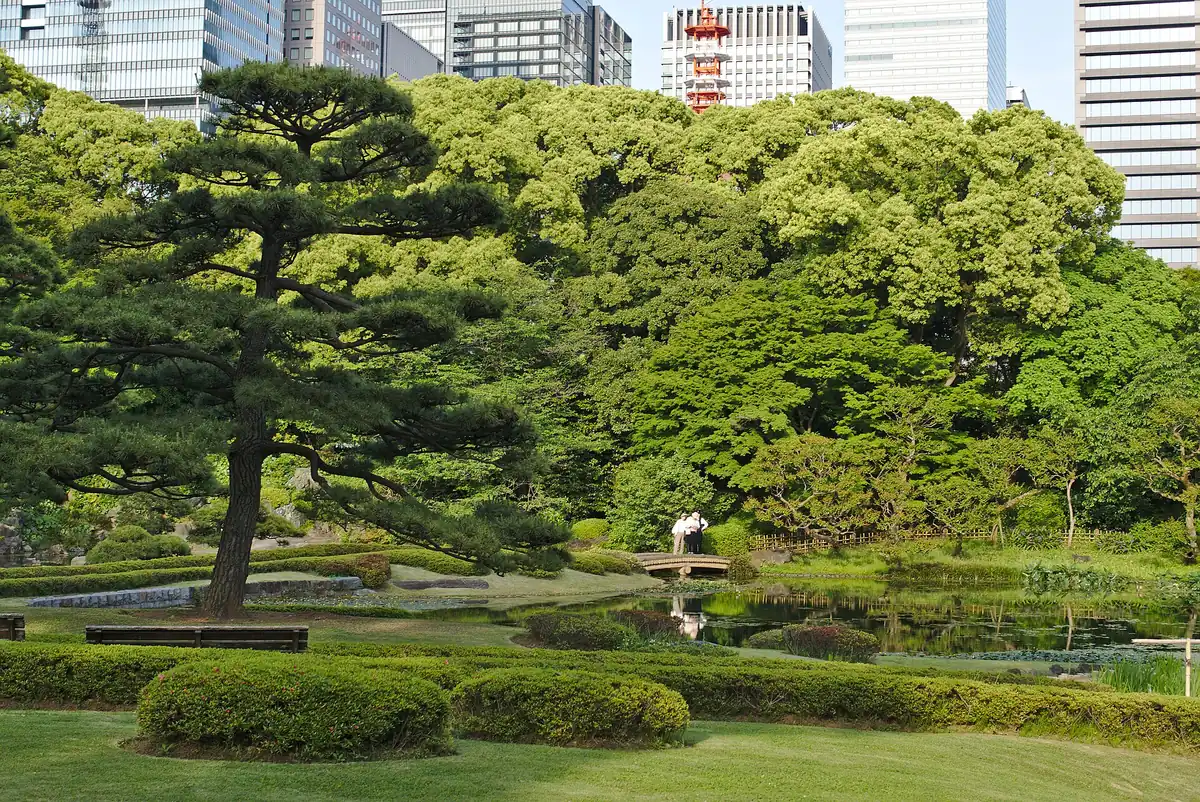 A shaped pine and clipped hedges beside a pond, with office towers rising above the treetops