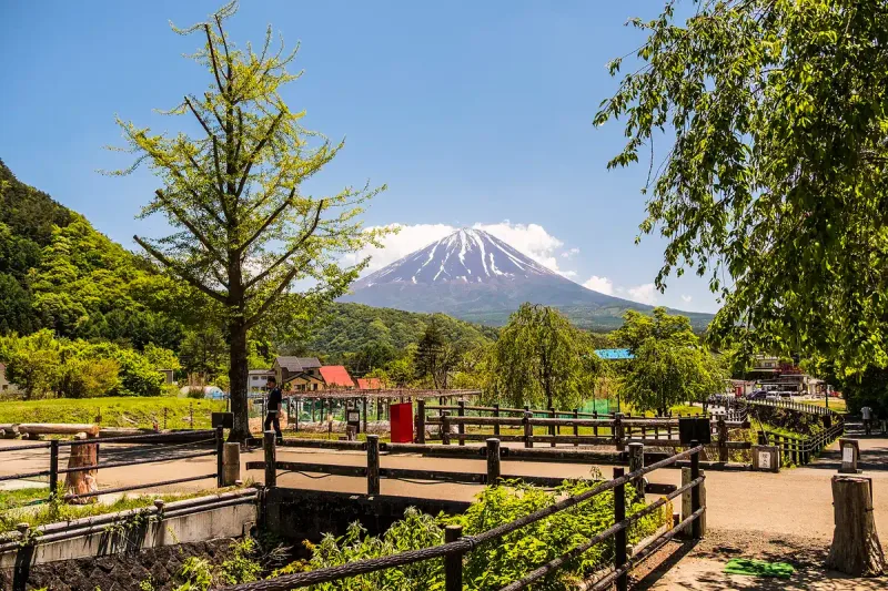 Thatched roof village houses with snow covered Mount Fuji behind them and a wooden fence in front