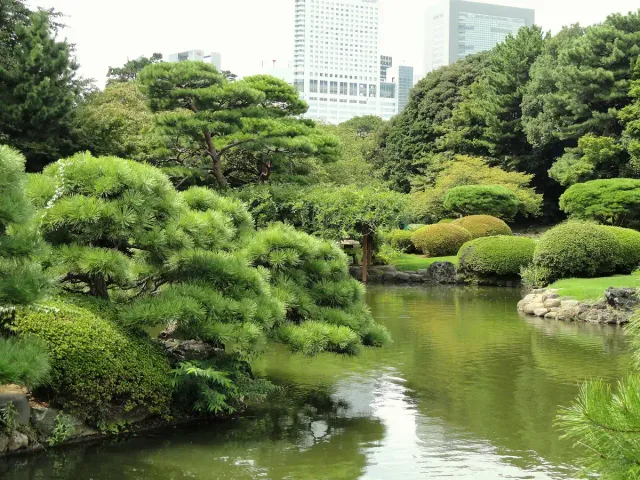 A quiet pond surrounded by shaped shrubs and green trees