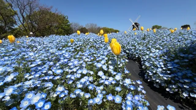 A carpet of blue flowers with yellow tulips, and a windmill in the distance