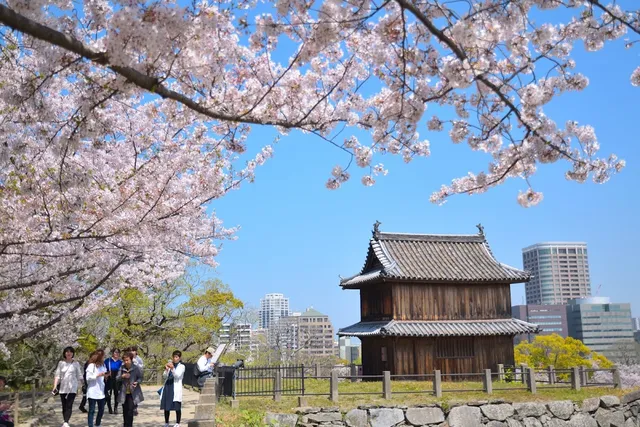 Blossoming cherry trees above a path, beside a wooden watchtower on a stone wall
