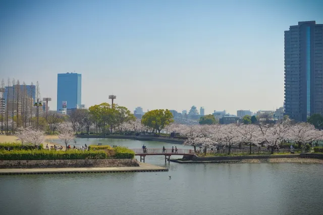 A wide river with an avenue of blossoming cherry trees along the bank