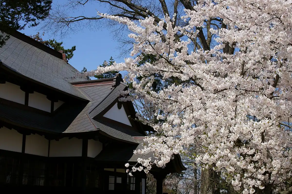A cherry tree in full white blossom beside dark tiled roofs under a blue sky