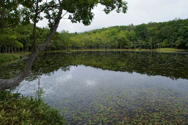 A still lake reflecting dense forest and a ridge of hills