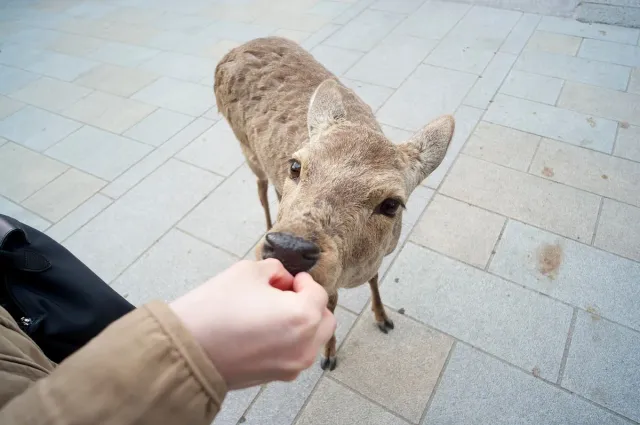 An outstretched hand feeding a young deer on a paved plaza