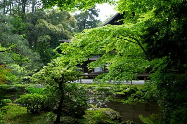 A lush green zen garden with maple trees and moss