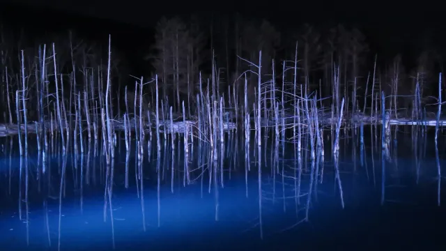 A blue pond lit at night with bare tree trunks standing in it