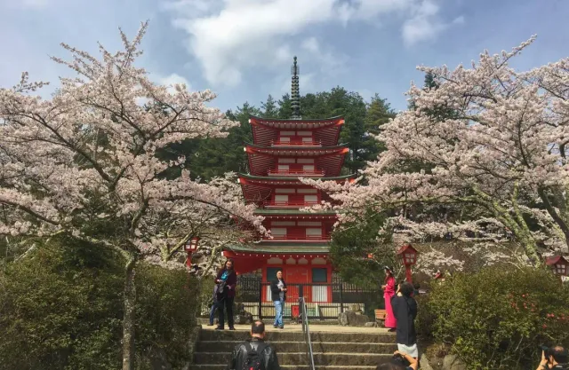 A red five-storey pagoda among blossoming cherry trees