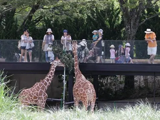 Two giraffes eating leaves in front of an observation bridge with visitors and children