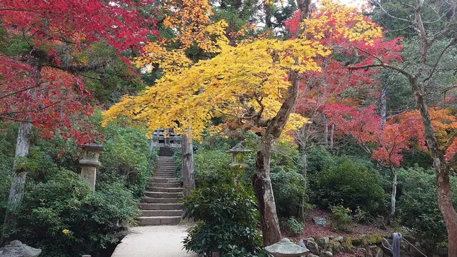 A stone staircase climbing between maple trees in yellow and red and stone lanterns
