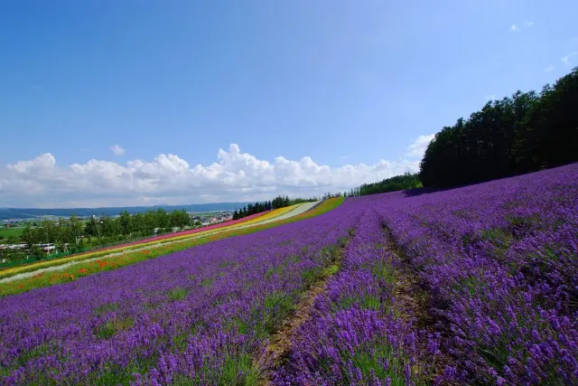 Rows of purple lavender fields stretching to the horizon
