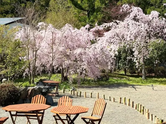 Wooden tables and chairs on gravel facing trees in pink blossom and a low bamboo fence
