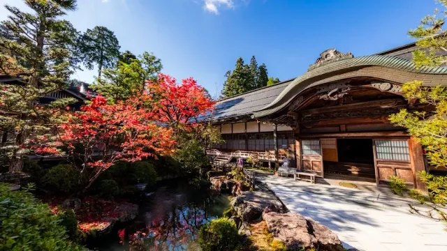 A wooden temple hall with a curved roof, a red maple tree and a pond in front