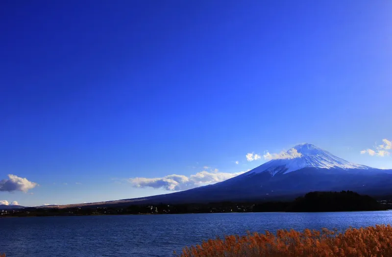 A snow capped mountain across a wide lake under a deep blue sky, with golden reeds along the near shore