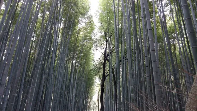 A path between tall green bamboo stems on both sides