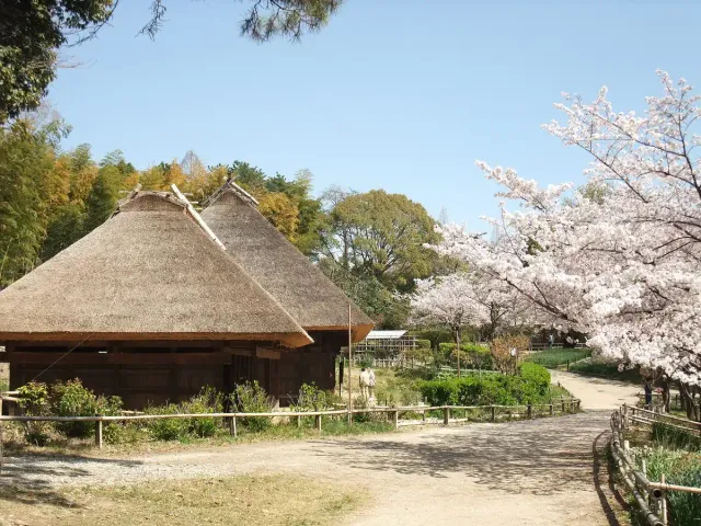 A farmhouse with a steep thatched roof on a dirt path, with cherry trees