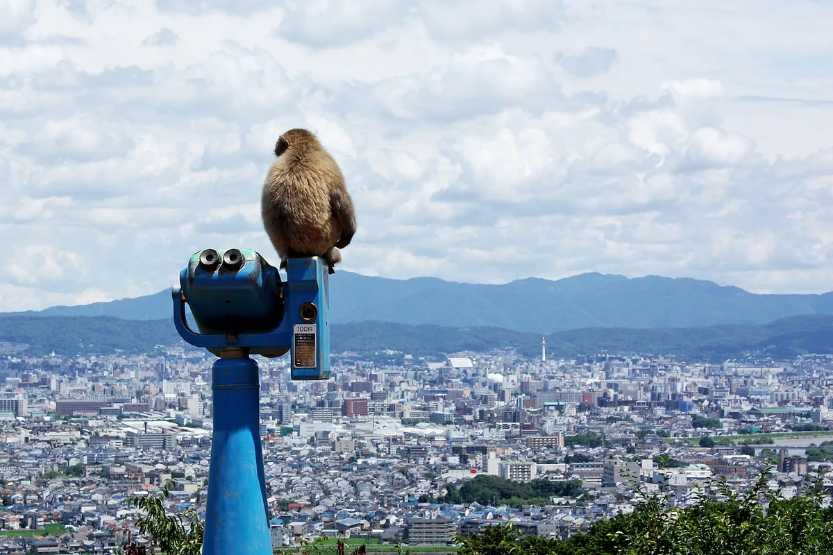 A monkey sitting on a blue viewing scope, with a wide city and hills spread out behind