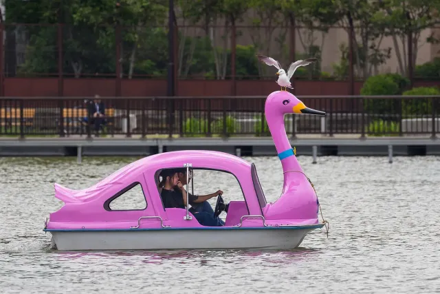 A pink swan pedal boat on the park lake