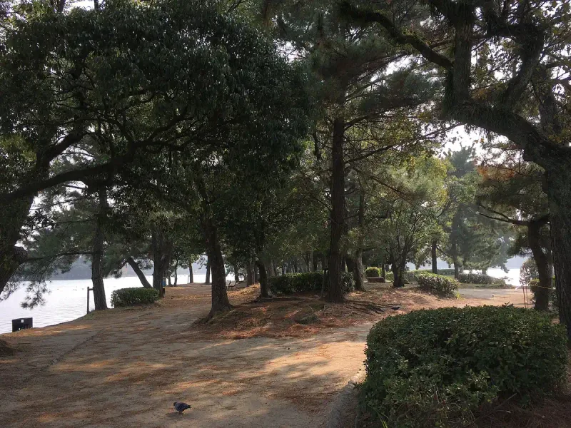 A dirt path between tall pines and shrubs in a city park