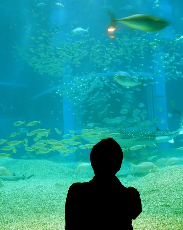 A visitor in front of a huge aquarium window with a shoal of blue fish