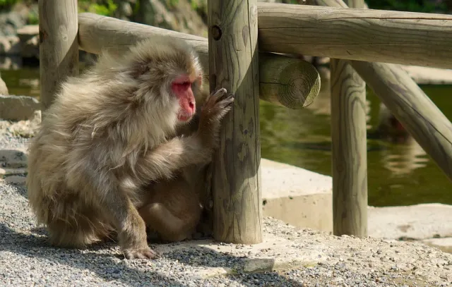 A macaque sitting on gravel beside a wooden railing