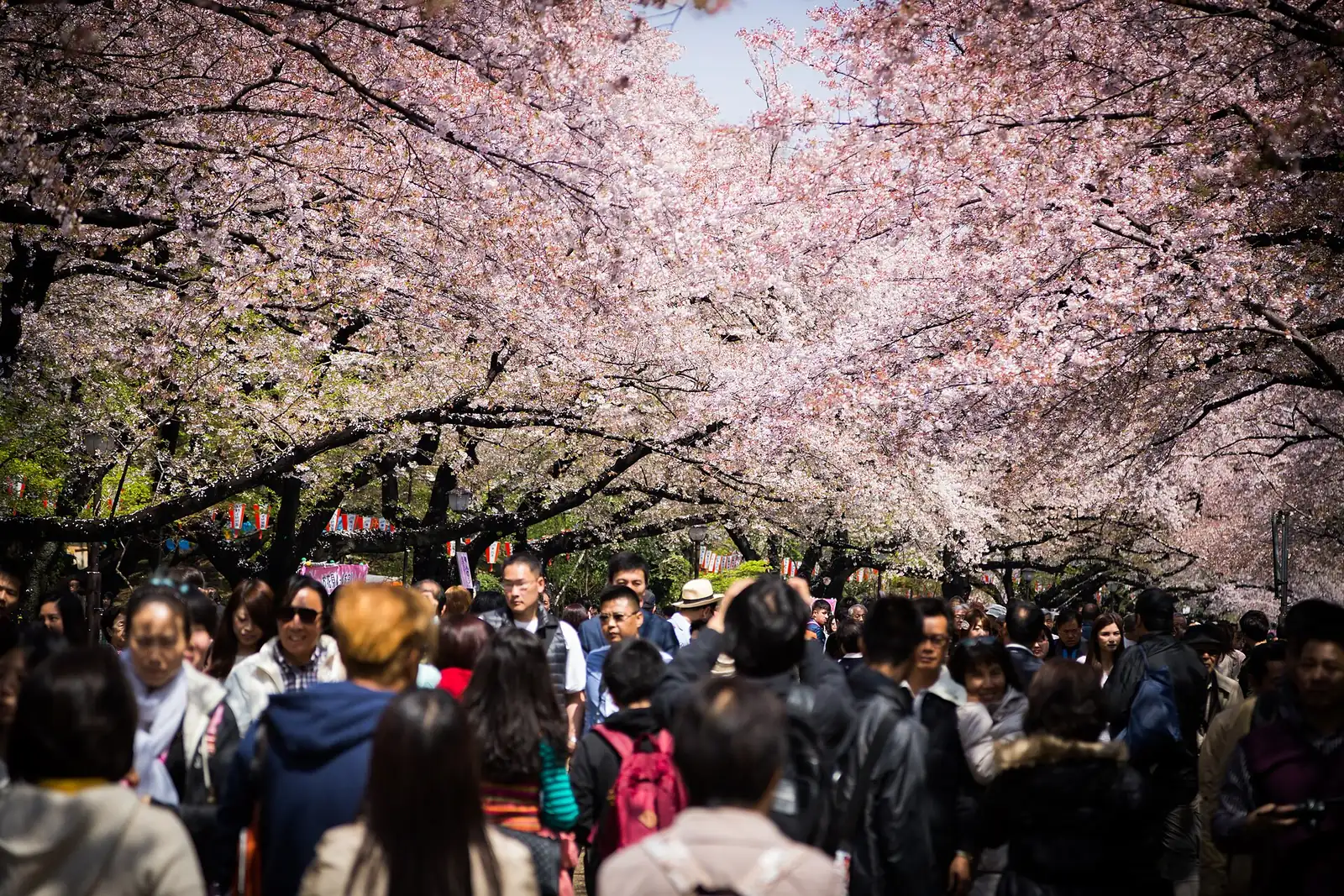 Cherry blossom season in Ueno Park, Tokyo