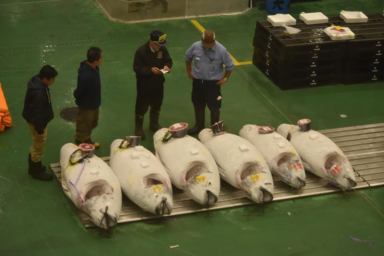 Whole tuna laid out on the market floor for inspection ahead of the auction, with buyers and market staff examining them